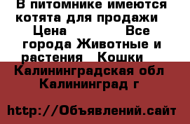 В питомнике имеются котята для продажи › Цена ­ 30 000 - Все города Животные и растения » Кошки   . Калининградская обл.,Калининград г.